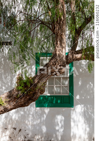 Architecture and greenery, Teguise, Lanzarote, Spain 116060232