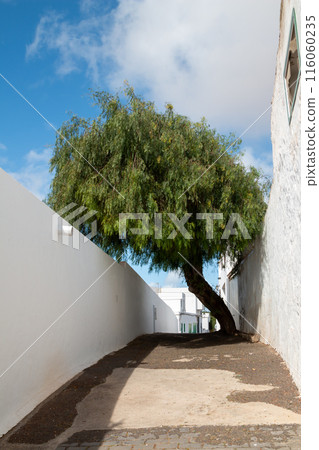 Architecture and greenery, Teguise, Lanzarote, Spain 116060235