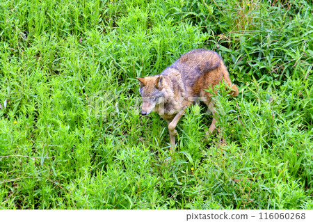 A brown and gray Iberian wolf is walking through a field of grass. A brown and gray Iberian wolf is walking through a field of grass. 116060268