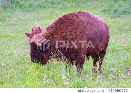 European bison grazing in a grassland European bison grazing in a grassland 116060272