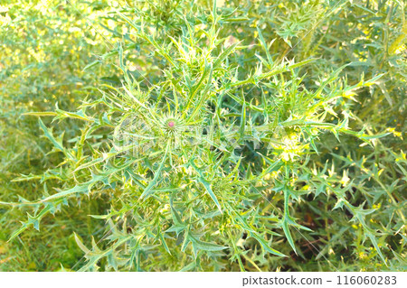Pink Blessed milk thistle flowers, close up. Silybum marianum herbal remedy. 116060283