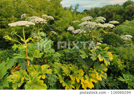 Hogweed is a poisonous and actively spreading plant on the ground. 116060294