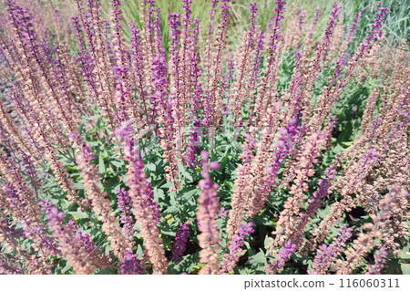 Pink salvia flowers. Salvia nemorosa 'Pink Beauty' (Pink Balkan Clary) 116060311