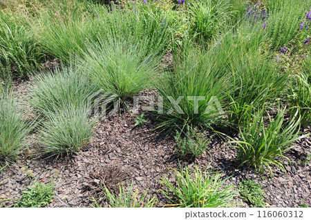 Gray fescue ( lat. Festuca glauca ) is a species of flowering plant of the Grass family ( Poaceae ). 116060312