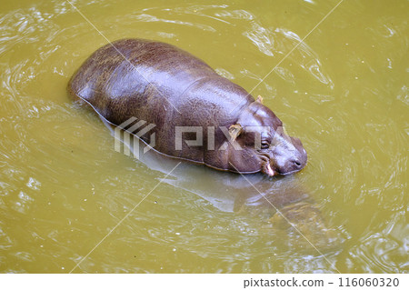 A pygmy hippo is swimming in a murky body of water. 116060320