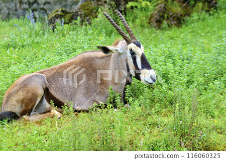 A cape oryx with horns is laying down in a grassy field. A cape oryx with horns is laying down in a grassy field. 116060325