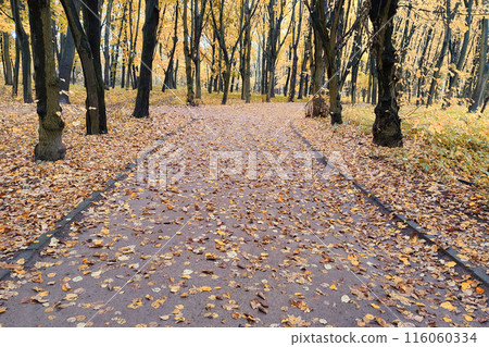 Road in the old park as nice autumn background. 116060334