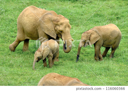 A group of elephants are walking through a grassy field. 116060366