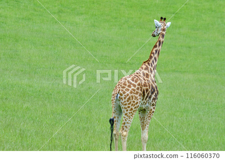 A giraffe standing in a grassy field. A giraffe standing in a grassy field. 116060370