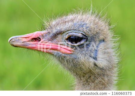 An ostrich is standing in a green field. 116060373