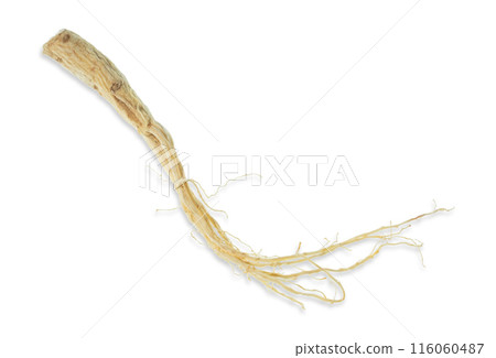 Isolated ginseng cut out on white background. 116060487
