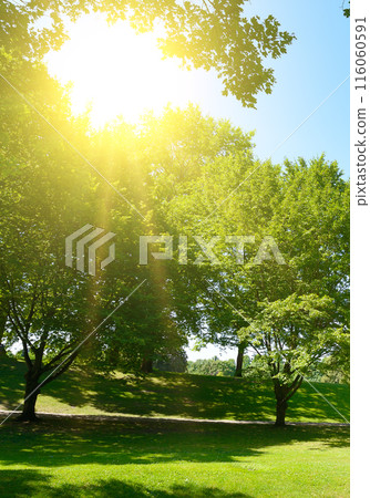 Bright sun in green summer park and sky 116060591