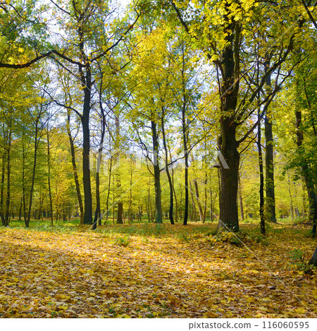 Autumn park with fallen dry leaves. Autumn park with fallen dry leaves. 116060595