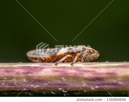 Leaf hopper resting on a plant stem Leaf hopper resting on a plant stem 116060606
