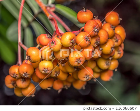 Cluster of ripening rowan fruits Cluster of ripening rowan fruits 116060607