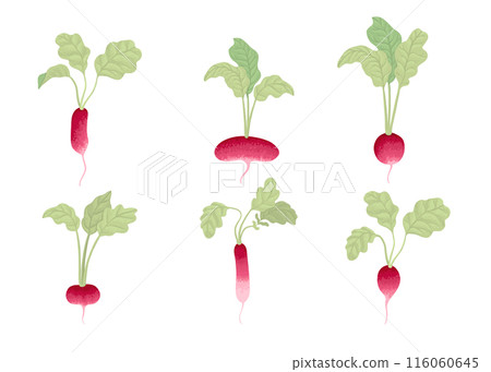 Fresh radish with top leaves set icons. Organic tuber vegetables, harvest. Natural root veggies. Raw and healthy food crop composition. Flat graphic vector illustration isolated on white background Fresh radish with top leaves set icons. Organic tuber vegetables, harvest. Natural root veggies. Raw and healthy food crop composition. Flat graphic vector illustration isolated on white background 116060645