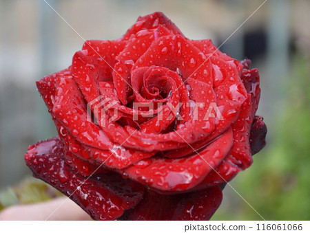 defocused blooming red rose bud with water drops on the petals 116061066