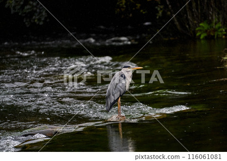 Irish crane hunting on the river 116061081