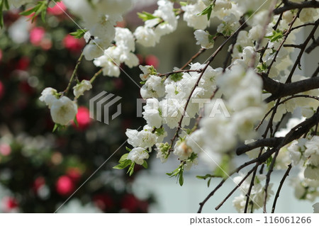 White spring flowers 116061266