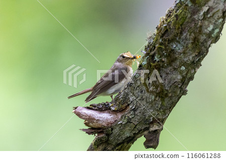 Female Ficedula flycatcher perched on a branch Female Ficedula flycatcher perched on a branch 116061288
