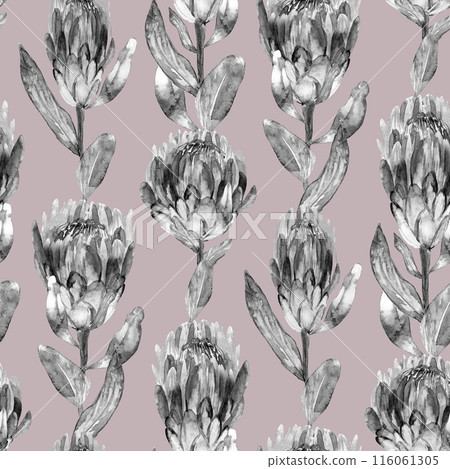 Monochrome black and white watercolor seamless pattern with protea flowers on a light background 116061305
