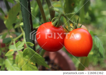 Cultivation home garden of tomatoes turning red 116061362
