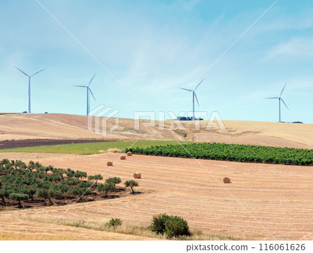Sicily summer agriculture countryside, Italy 116061626