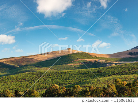 Vineyard on slope, Italy. Vineyard on slope, Italy. 116061635