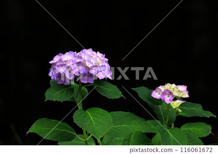 Hydrangea blooming in the clear of the rainy season Hydrangea blooming in the clear of the rainy season 116061672