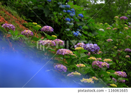 Blue hydrangea Blue hydrangea 116061685