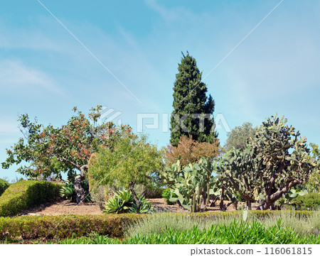 Blossoming cactus plant. 116061815