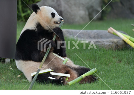 Yuihin美味地吃著竹子 116061927