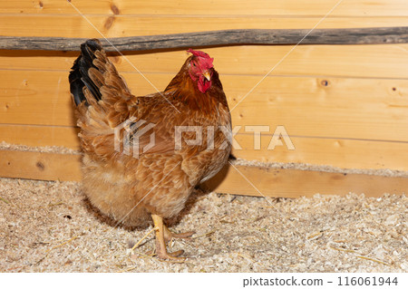 Brown hen standing in wooden coop Brown hen standing in wooden coop 116061944