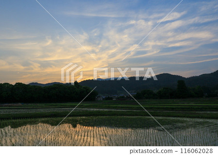 Sunset glowing in a paddy field Sunset glowing in a paddy field 116062028