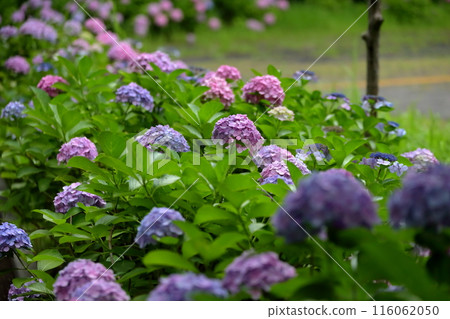 hydrangea hydrangea 116062050