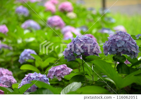 hydrangea hydrangea 116062051
