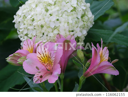 White hydrangea 116062155