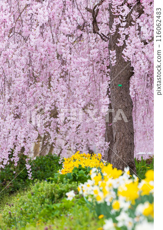 Spring in Kitakata, Fukushima Prefecture: Nicchu Line weeping cherry trees 116062483