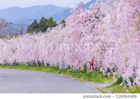 福島縣喜多方市的春天：中部線的垂枝櫻花樹 116062489
