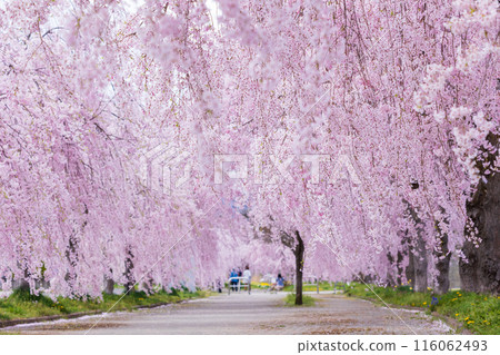 福島縣喜多方市的春天：中部線的垂枝櫻花樹 116062493