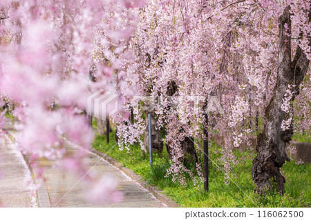 福島縣喜多方市的春天：中部線的垂枝櫻花樹 116062500