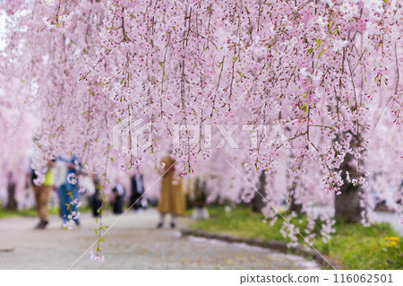 福島縣喜多方市的春天：中部線的垂枝櫻花樹 116062501