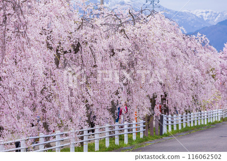 福島縣喜多方市的春天：中部線的垂枝櫻花樹 116062502