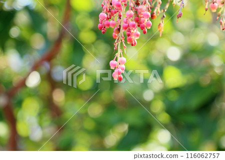 Heme strawberry flower 116062757