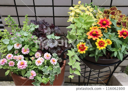 Flower arrangements and pots in front of the entrance Flower arrangements and pots in front of the entrance 116062800