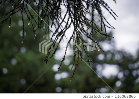 松葉被雨淋濕 松葉被雨淋濕 116062866