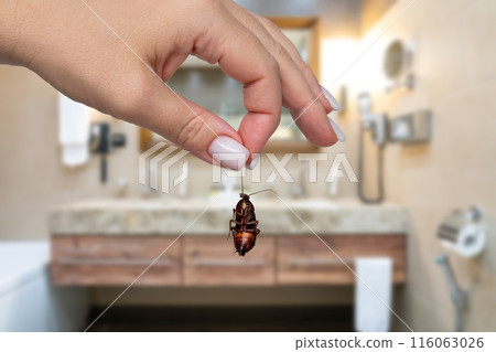 Female hand holding big dead cockroach over blurred background of bathroom. Concept of pest control 116063026