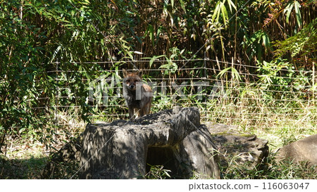 你打電話了嗎? 你打電話了嗎? 116063047