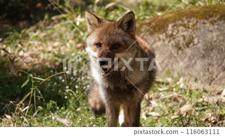 I'm going home soon. I'm going home soon. 116063111