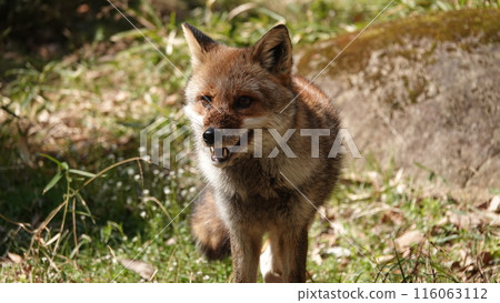 Can I come a little closer? Can I come a little closer? 116063112